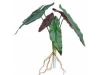 Bukiet liście BEGONIA z korzeniami 30 cm 