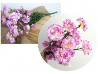 Bukiet GOŹDZIK, CEGIEŁKI wys. 45 cm 7 łodyg (kwiat 2,5-6 cm) FIOLETOWY