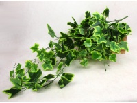 Bukiet liści BLUSZCZ wys. 90 cm, 9 łodyg ciemno ZIELONY z jasnymi końcówkami