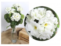 Bukiet PERALGONIA wys. 40 cm 7 łodyg (7 kwiatów 5,5-10 cm) BIAŁA