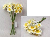 Bukiet ŻONKIL pęczek wys. 36 cm, 8 łodyg (24 kwiaty 6x1 cm) BIAŁY z żółtym środkiem