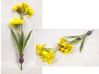 Bukiet ŻONKIL Z CEBULKĄ wys. 42 cm, 2 pędy (10 kwiatów 4-2 cm) ŻÓŁTY