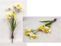 Bukiet ŻONKIL Z CEBULKĄ wys. 42 cm, 2 pędy (10 kwiatów 4-2 cm) BIAŁY z żółtym środkiem