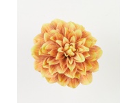 Dalia główka 3D PRINT 17 cm POMARAŃCZOWO-ŻÓŁTA #57 - 1 szt