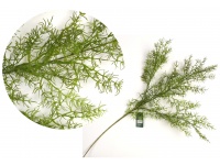 Gałązka Asparagus silikonowa 80 cm