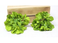 Główka HORTENSJA 15 cm zielona - 1 szt (II GATUNEK)