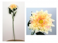 Kwiat ala ASTER KSIĄŻĘCY 82 cm, kwiat 13 cm - SZAMPAŃSKI CIENIOWANY