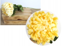 Kwiat CHRYZANTEMA - ANANAS wys. 63 cm (kwiat 13x7 cm) - BRZOSKWINIOWY #10