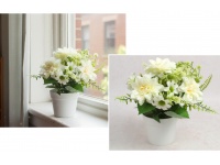 Kwiat DALIA w białej doniczce wys. 21 cm (kwiat 8x2 cm) ŚMIETANOWA