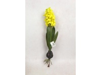 Kwiat HIACYNT Z CEBULKĄ wys.47 cm (kwiat 15x7 cm) ŻÓŁTY