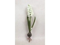 Kwiat HIACYNT Z CEBULKĄ wys.47 cm (kwiat 15x7 cm) BIAŁY