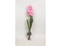 Kwiat HIACYNT Z CEBULKĄ wys.47 cm (kwiat 15x7 cm) RÓŻOWY