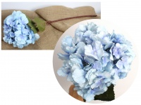 Kwiat HORTENSJA marmurkowa drzewiasta podłużna wys. 75 cm (kwiat 22 cm) NIEBIESKA