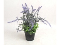 Kwiat LAWENDA bielona z zielonym bodatkiem w czarnej doniczce wys. 28 cm
