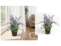 Kwiat LAWENDA bielona z zielonym bodatkiem w czarnej doniczce wys. 28 cm