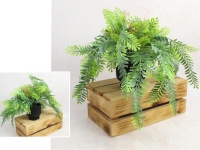 Kwiat PAPROĆ w czarnej doniczce wys. 28 cm