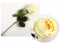 Kwiat pojedynczy RÓŻA podsuszana wys. 42 cm (główka 6,5x7 cm) BIAŁA