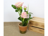 Kwiat RÓŻA w doniczce 31 cm 2 kwiaty 9 cm 1 pąk RÓŻOWA