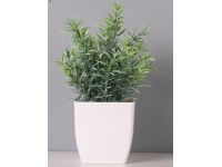 Kwiat ROZMARYN w plastikowej doniczce wys. 19 cm - 1 szt