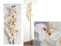 Kwiat STORCZYK wys. 103 cm (9 kwiatów 11,5x9 cm) BRZOSKWINIOWY