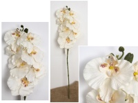 Kwiat STORCZYK wys. 71 cm (7 kwiatów 12-10 cm) BRZOSKWINIOWY