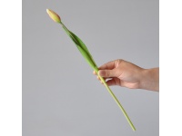 Kwiat TULIPAN gumowany główka kwiatowa 2x4,5 cm łodyga 40 cm ZIELONO-RÓŻOWY