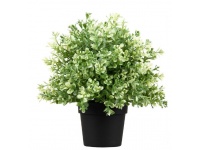 Kwiat TYMIANEK w plastikowej doniczce wys. 23 cm - 1 szt