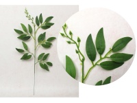 Liść 1-ramienny RUSKUS 50 cm zielony - 1 szt