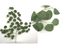 Liść 3-ramienny omszony EUKALIPTUS 70 cm ZIELONY