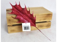 Liść plastikowy OSTROKRZEW wys. 33 cm CZERWONY