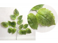 Liść silikonowy 3-ramienny OLCHA wys. 70 cm zielony cieniowany - 1 szt