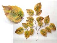 Liść silikonowy 3-ramienny OLCHA 70 cm pomarańczowy cieniowany - 1 szt