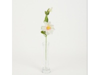 Powojnik wys. 56 cm (główka 12 cm) BIAŁY Z RÓŻOWYM ŚRODKIEM #04