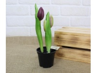 z TULIPAN gumowy w doniczce 3 pąki 23 cm - FIOLET CIEMNY